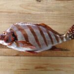 タカノハダイはまずい?その味や美味しいレシピ、旬な時期をご紹介