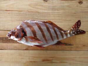 タカノハダイはまずい?その味や美味しいレシピ、旬な時期をご紹介