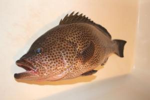 キジハタはまずい？その味や美味しいレシピ、旬な時期をご紹介