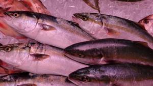 【2022年最新】ワラサの値段相場はどれくらい？旬の時期・人気の調理方法もご紹介