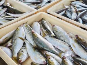 コノシロはまずい?その味や美味しいレシピ、旬な時期をご紹介