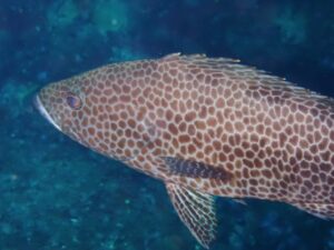 【2022年最新】ハタの値段相場はどのくらい？旬の時期・人気の調理方法もご紹介