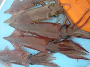 【2022年最新】ヤリイカの値段相場はどのくらい？旬の時期・人気の調理方法もご紹介