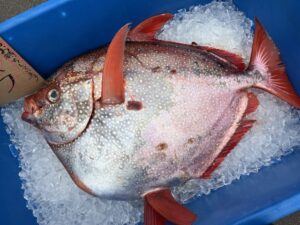 2022年最新】アカマンボウの値段相場はどれくらい？旬の時期・人気の調理方法もご紹介