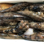 チャレンジフィッシュレシピ「丸の野水産」①