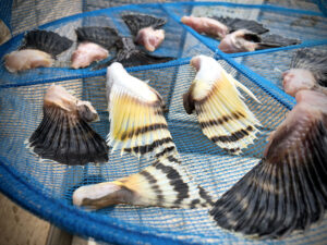 チャレンジフィッシュのヒレ酒