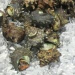 サザエはまずい?その味や美味しいレシピ、旬な時期をご紹介