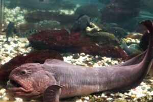 オオカミウオはまずい?その味や美味しいレシピ、旬な時期をご紹介