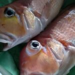 アマダイはまずい?その味や美味しいレシピ、旬な時期をご紹介