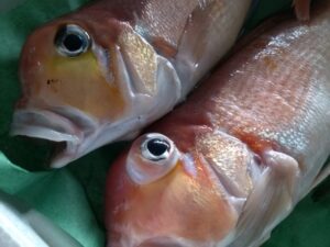 アマダイはまずい？その味や美味しいレシピ、旬な時期をご紹介