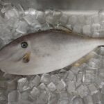 ウスバハギはまずい?その味や美味しいレシピ、旬な時期をご紹介