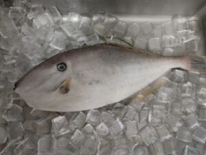 ウスバハギはまずい？その味や美味しいレシピ、旬な時期をご紹介