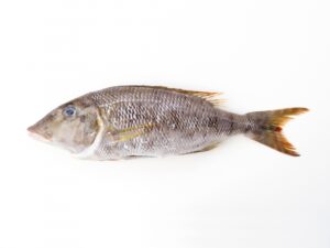 ハマフエフキはまずい?その味や美味しいレシピ、旬な時期をご紹介