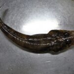 マゴチはまずい?その味や美味しいレシピ、旬な時期をご紹介