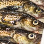 【2022年最新】タラの値段相場はどれくらい?旬の時期・人気の調理方法もご紹介