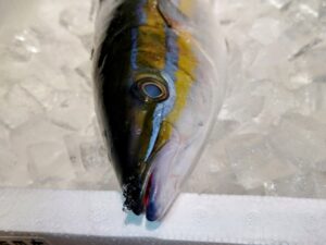 ツムブリはまずい?その味や美味しいレシピ、旬な時期をご紹介
