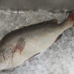 コショウダイはまずい?その味や美味しいレシピ、旬な時期をご紹介