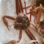 蟹好き必見!かに食べ比べガイド