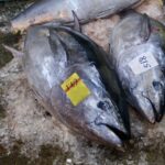 養殖マグロ vs 天然マグロ:その違いと美味しさの秘密