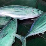 一目でわかる!本ガツオとハガツオ、ヤイト(スマ)など、カツオの種類と見分けかた