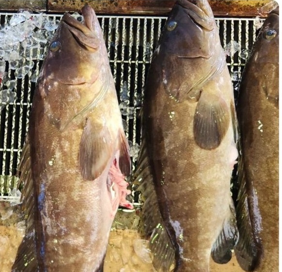 クエの秘密「天然と養殖の違いは？」「気になるクエの相場！」