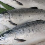 サケの種類徹底比較!今すぐ試したい食べ方別のおすすめサケ