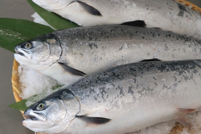 サケの種類徹底比較！今すぐ試したい食べ方別のおすすめサケ