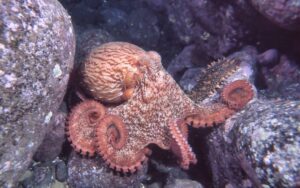 たこ好き必見!マダコとミズダコの違いと絶品レシピ