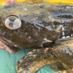 北海道の冬の味覚!カジカとマダラ―美味しいレシピと栄養ガイド