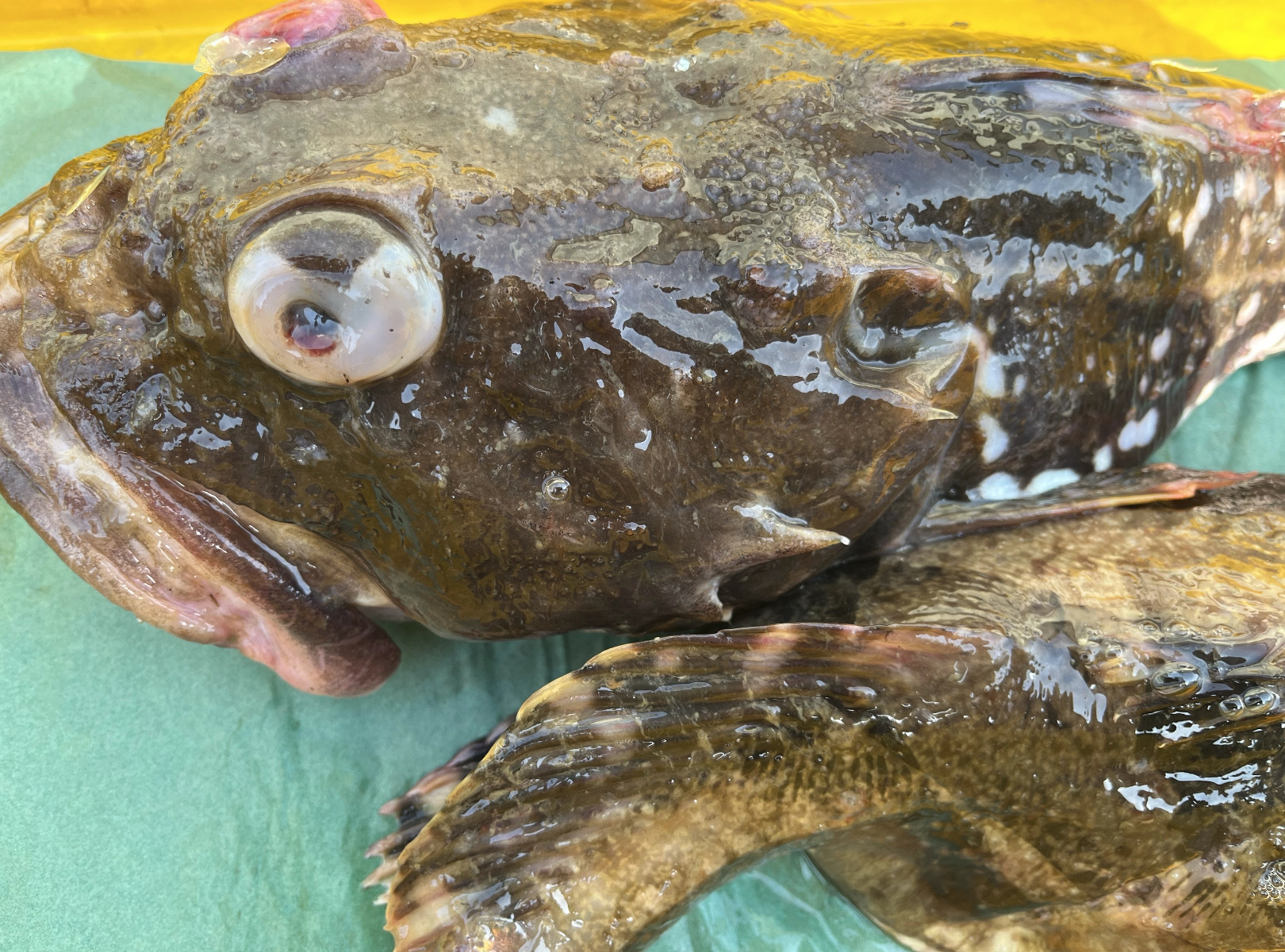 北海道の冬の味覚！カジカとマダラ―美味しいレシピと栄養ガイド