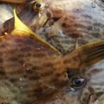 カワハギの魅力全開!知れば知るほど面白いその生態と味わい