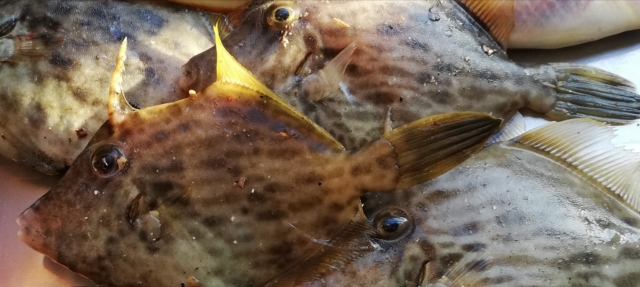 カワハギの魅力全開！知れば知るほど面白いその生態と味わい