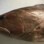 冬の味覚!クエとアンコウ、タラの絶品鍋レシピ