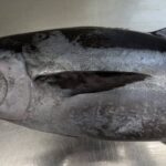 マグロの魅力:マグロの味の違いを探る