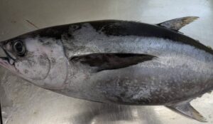 マグロの魅力：マグロの味の違いを探る