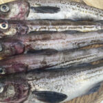 冬のごちそう!旬を迎える魚たちで食卓を彩るアイデア10選