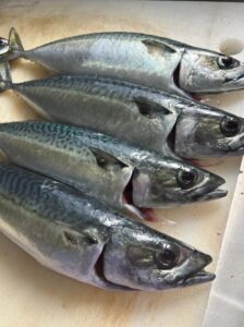 マサバ vs ゴマサバ：味わいと旬の秘密を徹底比較！