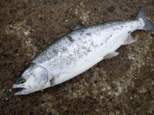 ヤマメとサクラマスの違いとは？川と海をつなぐ生命のミステリー