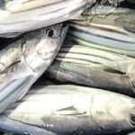 初ガツオと戻りカツオの違いは?初カツオ2025年の相場