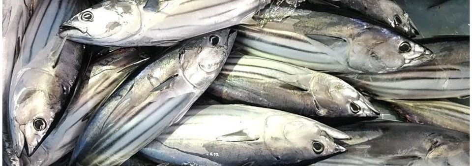 初ガツオと戻りカツオの違いは?初カツオ2025年の相場