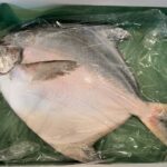 「味覚の宝石」高級魚のマナガツオの秘密!関西で愛される理由とは?