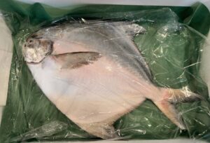 「味覚の宝石」高級魚のマナガツオの秘密!関西で愛される理由とは?