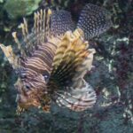 刺される前に知っておきたい!身近にいる危険な魚たち