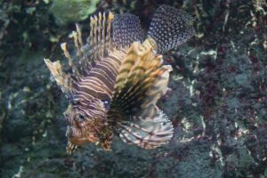 刺される前に知っておきたい！身近にいる危険な魚たち