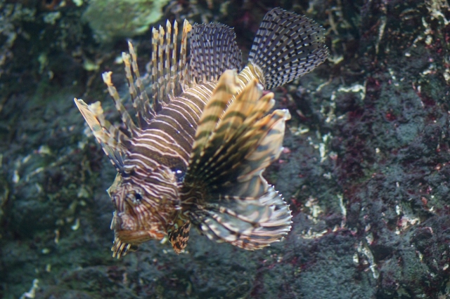 刺される前に知っておきたい！身近にいる危険な魚たち