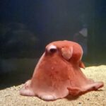 深海のロマン！知られざる深海魚たちの驚きの生態10選