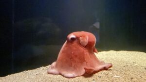 深海のロマン！知られざる深海魚たちの驚きの生態10選