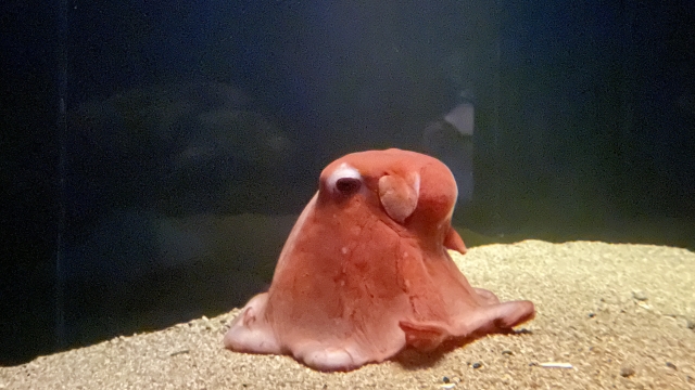 深海のロマン!知られざる深海魚たちの驚きの生態10選