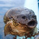 北海道の美味しい魚たち🐟