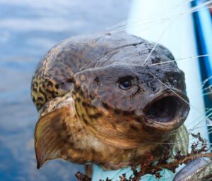 北海道の美味しい魚たち🐟